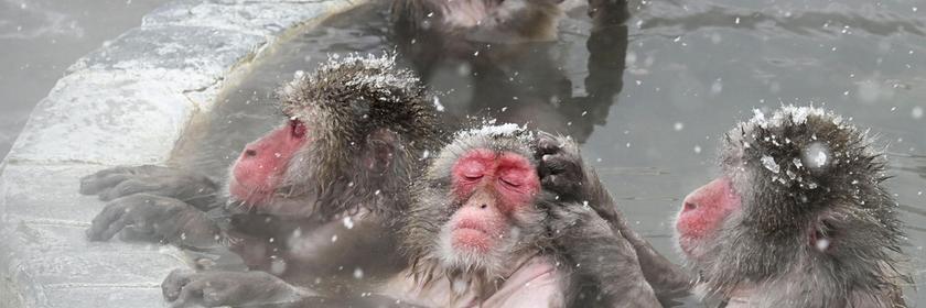 Affen sitzen in einem warmen Wasserbecken, während um sie herum Schnee fällt. Ihr Fell ist nass, ihre Gesichter sind rot, und einige haben die Augen geschlossen und entspannen sich im warmen Bad.