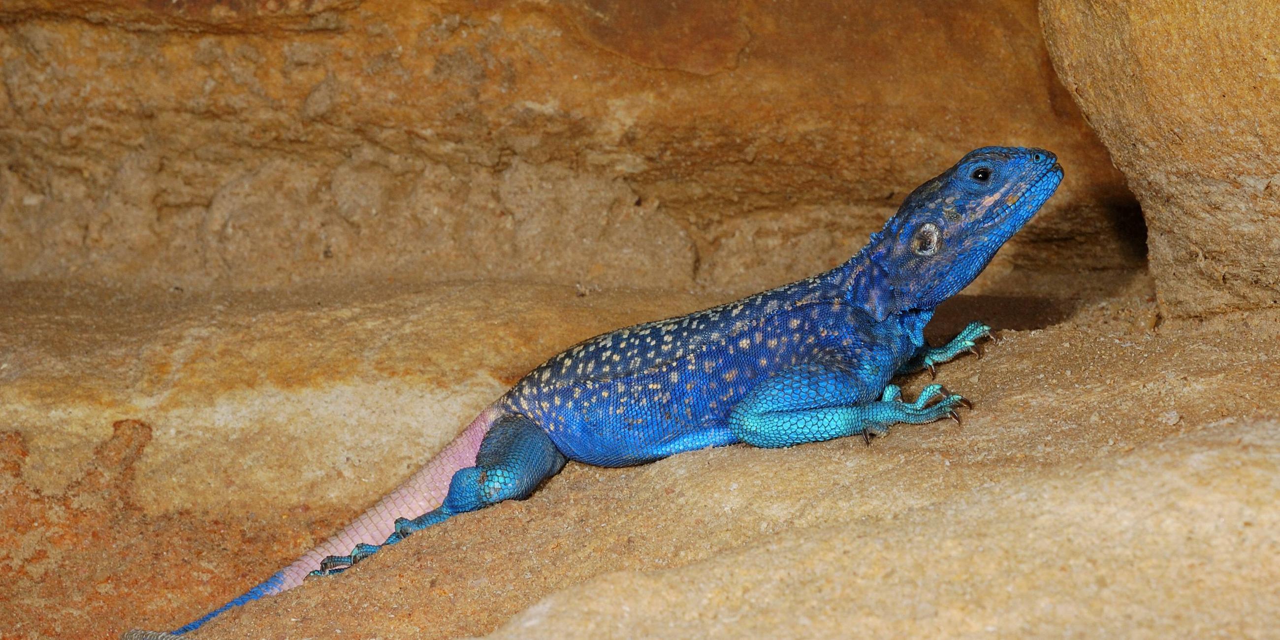 Eine intensiv blaue Jemenagame auf einem Stein