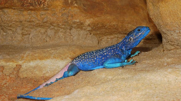 Eine intensiv blaue Jemenagame auf einem Stein