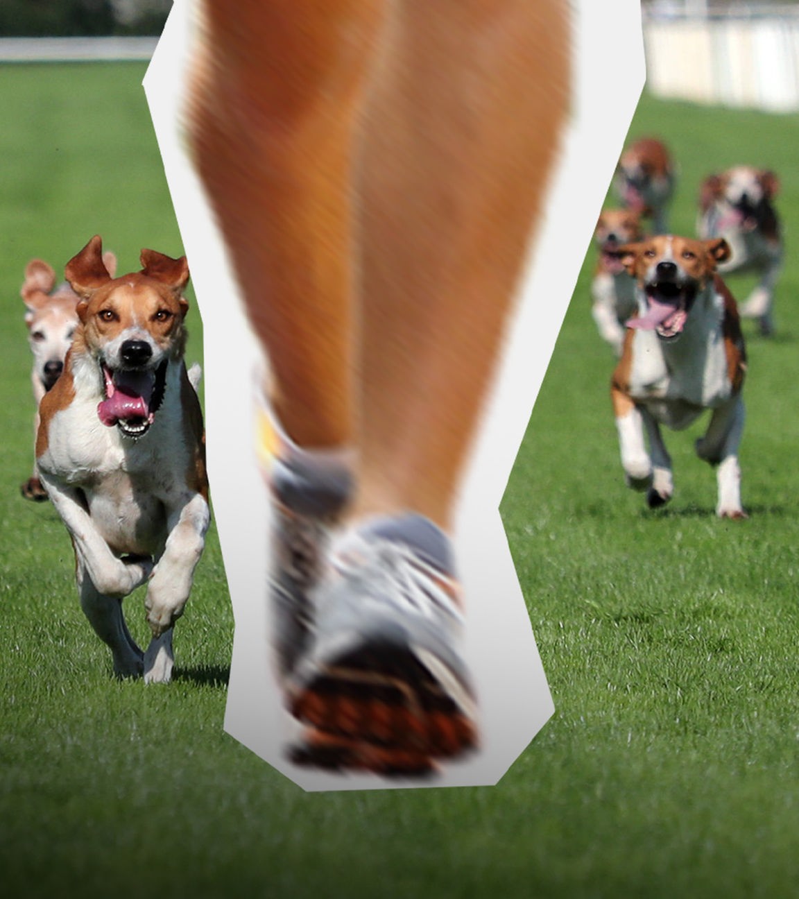 Hunde jagen einen Jogger (Bildmontage)