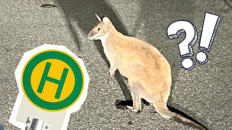 Ein Känguru neben einem Bushaltestellenschild, einem Ausrufezeichen und Fragezeichen