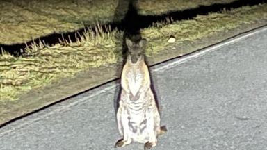 Ein Känguru auf einer Landstraße in Sachsen.