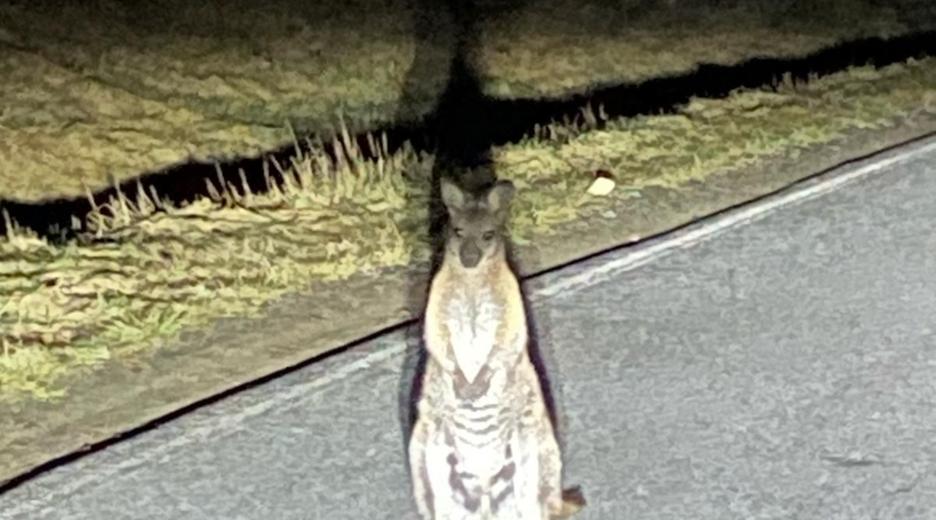 Ein Känguru auf einer Landstraße in Sachsen.