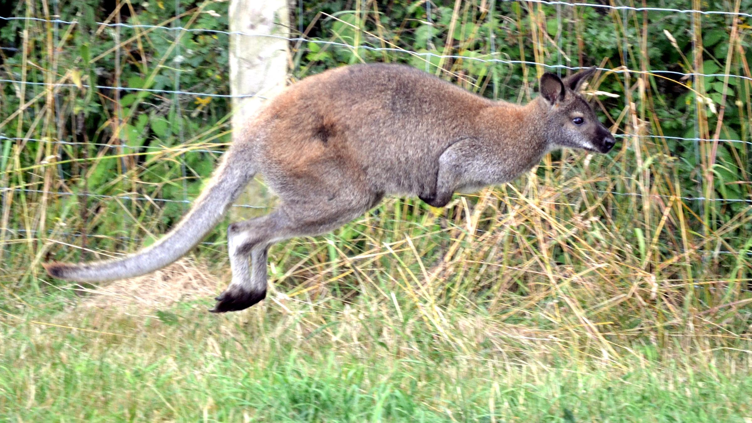Känguru Skippy