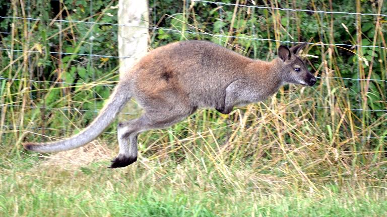 Känguru Skippy