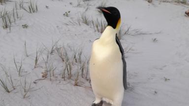 Kaiserpinguin in Australien
