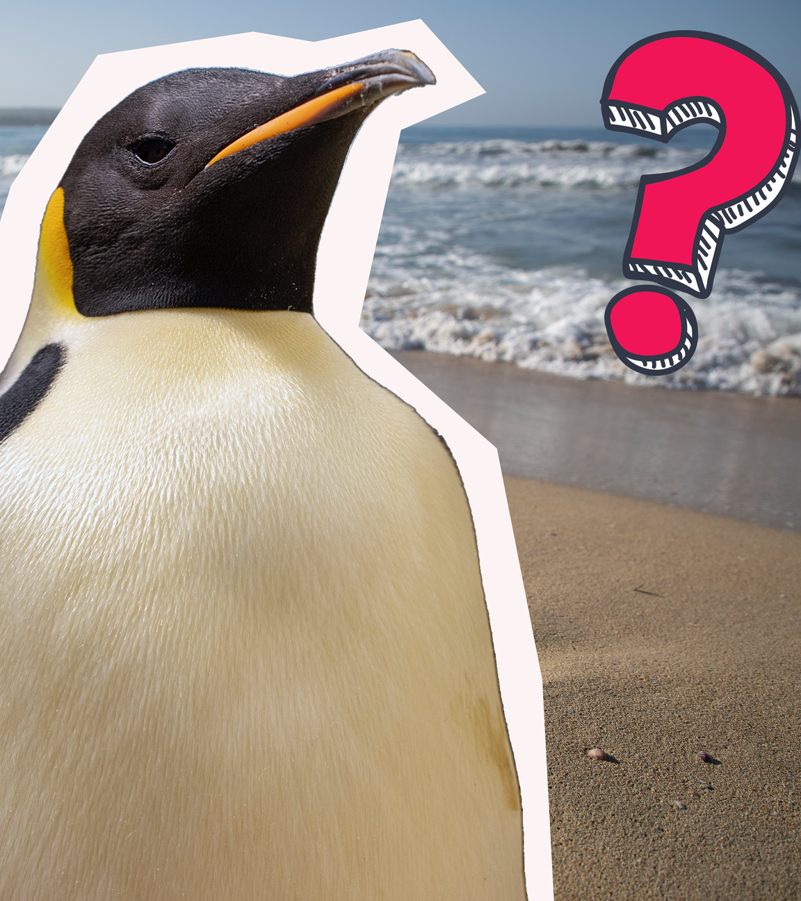 Kaiserpinguin in Australien