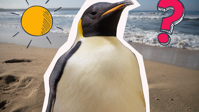 Kaiserpinguin in Australien