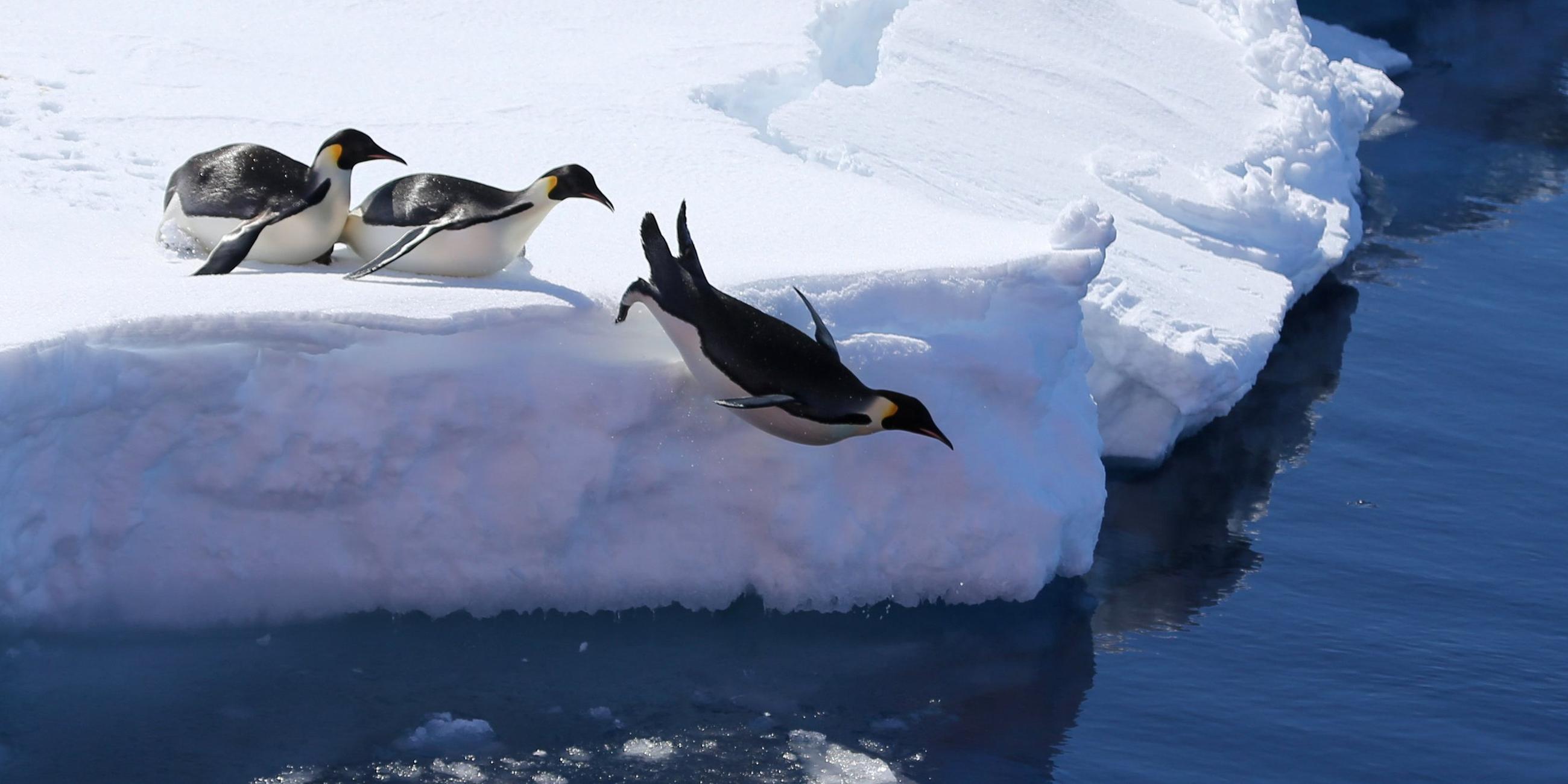 Kaiserpinguine in der Antarktis