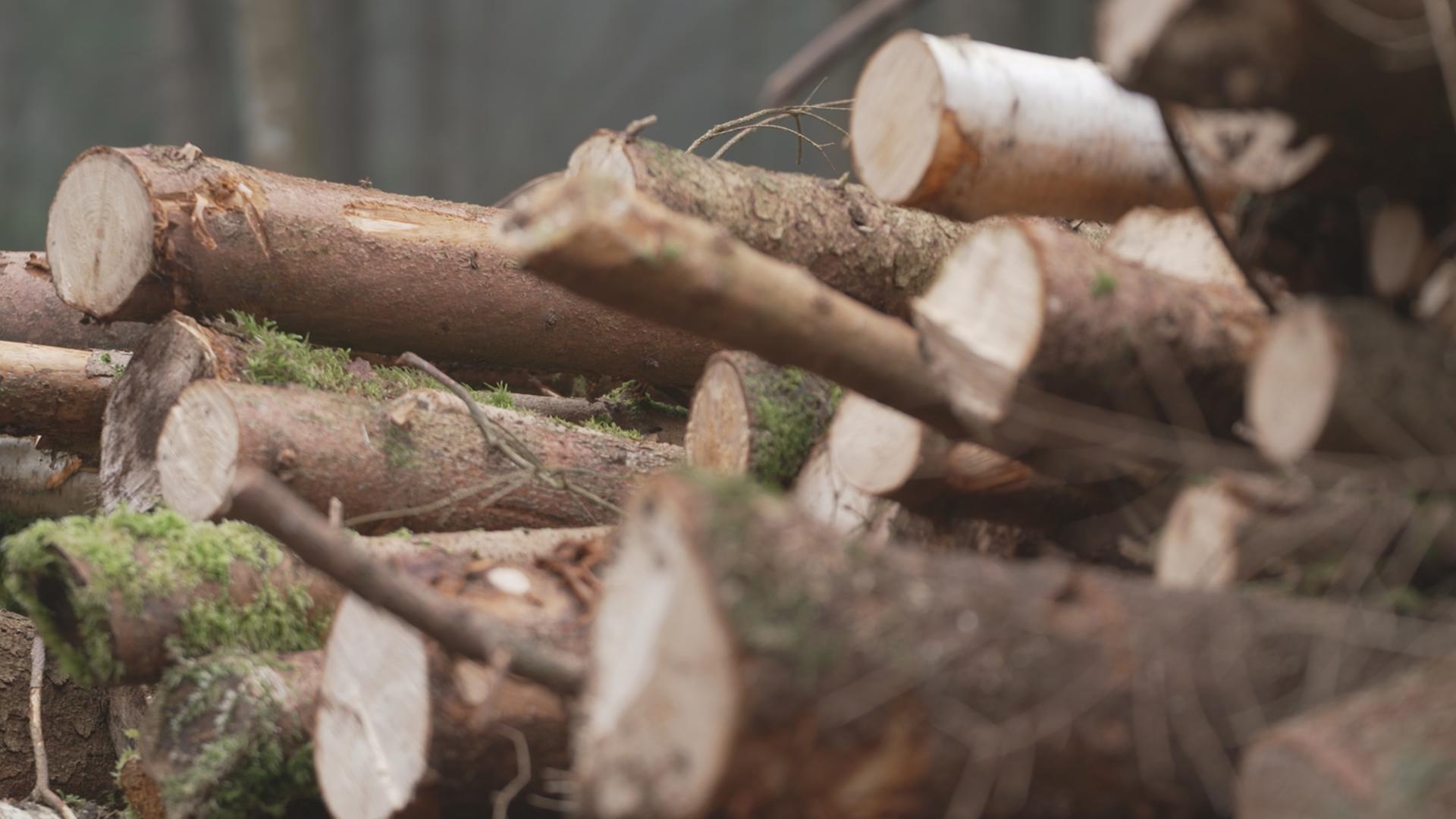 Kampf ums Klima - Fakten und Fiktionen": Holzstapel in der Dübener Heide in Sachsen-Anhalt.