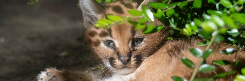 Ein Karakal-Baby liegt im Zoo Stralsund unter einem Busch.