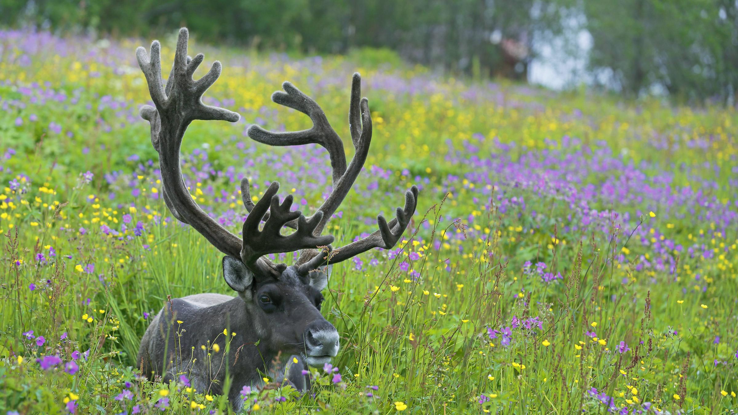 Geweih eines Karibus 