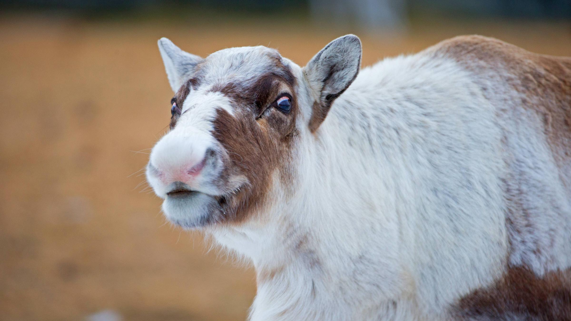 Reintier Nahe, Nase im Fokus 