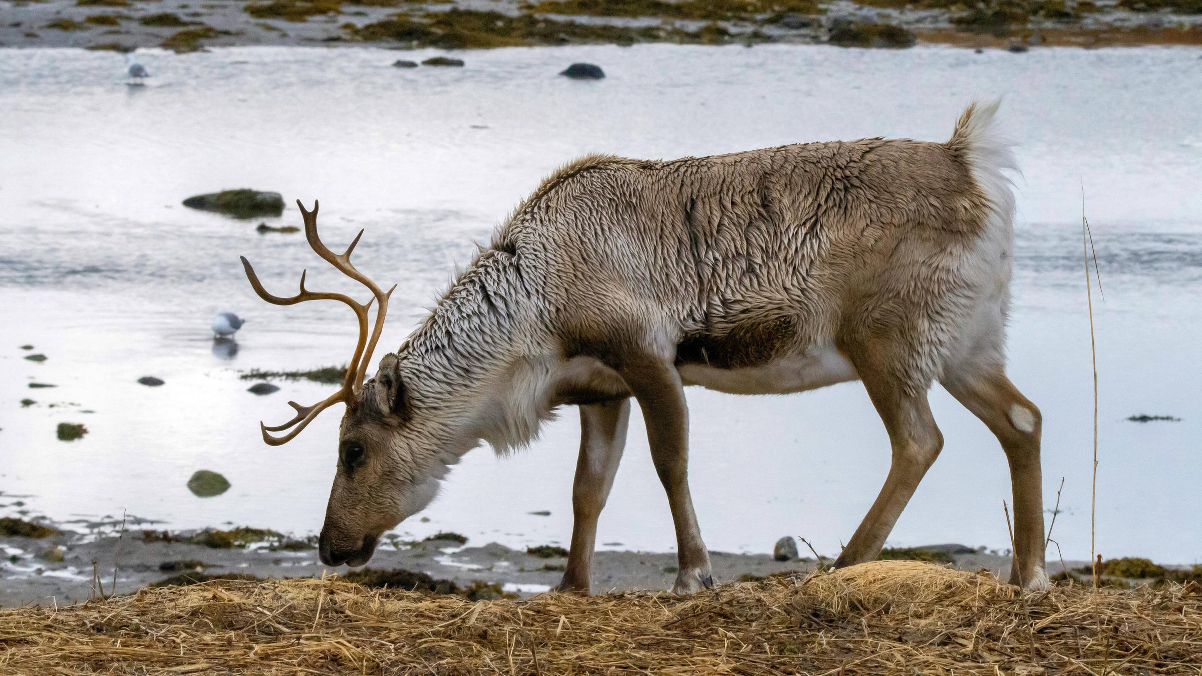 Karibu/Rentier frisst, Totale