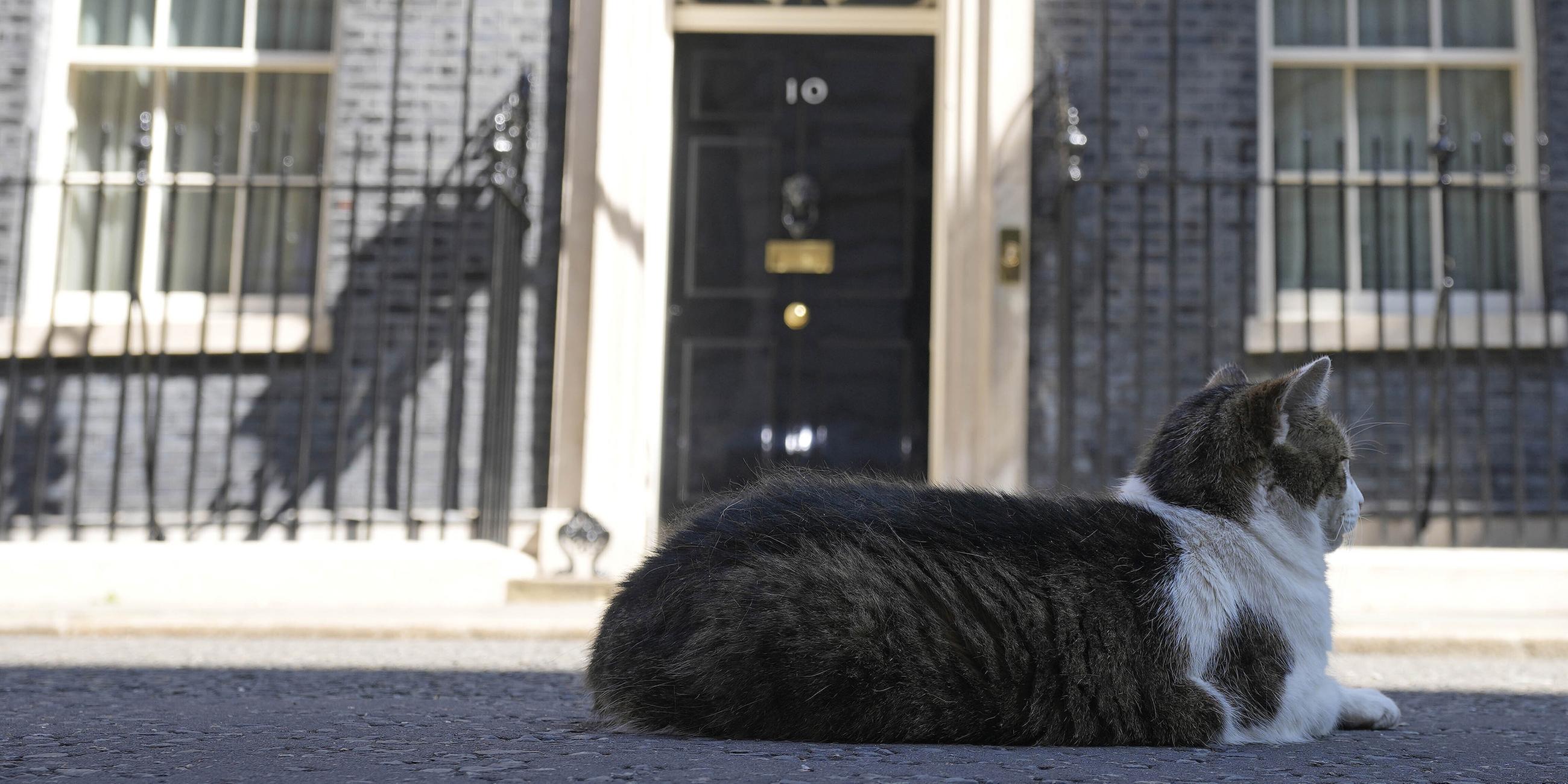 Larry the Cat, Großbritanniens Chief Mouser to the Cabinet Office, ruht am 8. 07. 2022, vor der Downing Street 10 in London.
