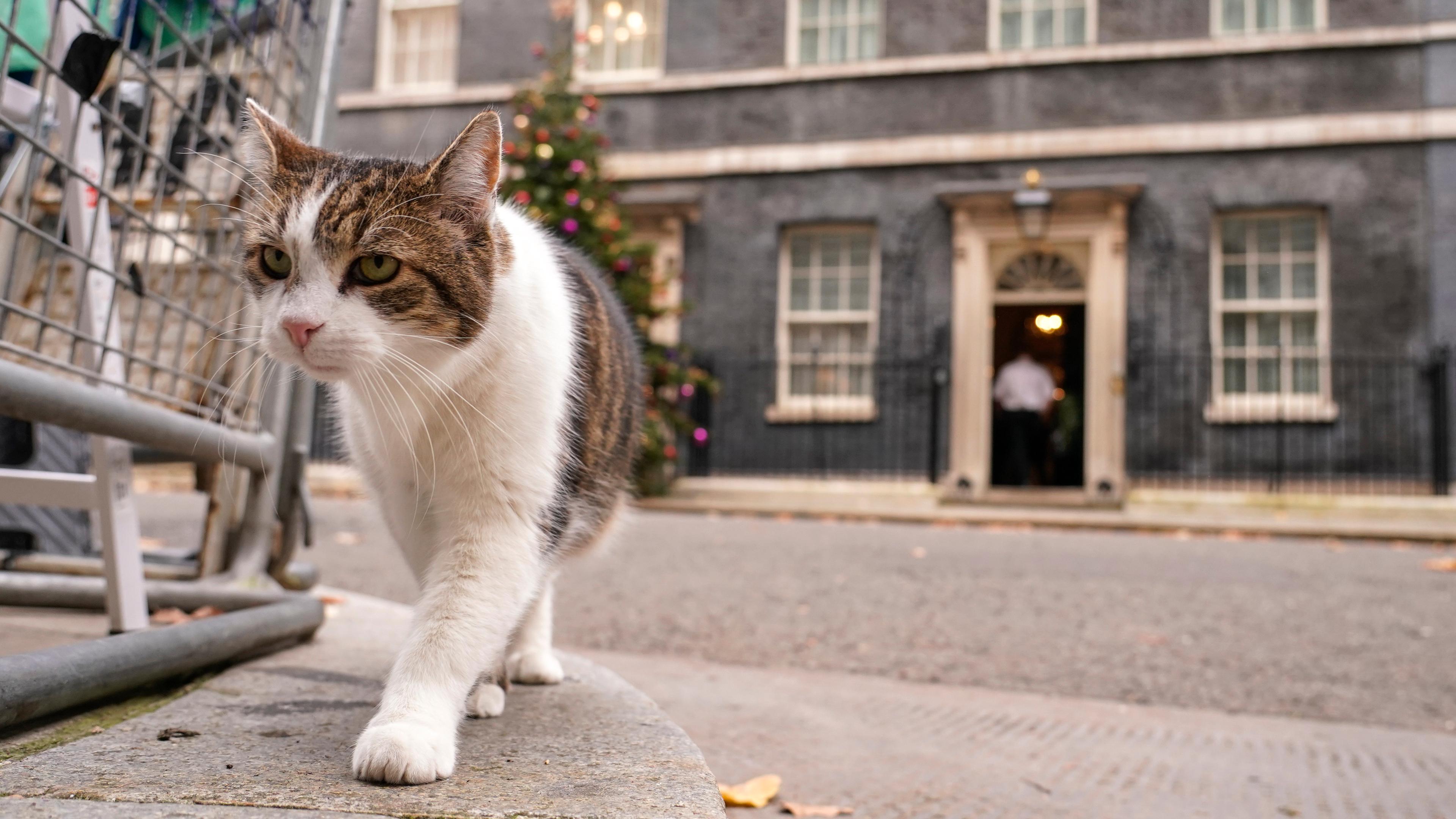 ...ist Larry, der offizielle "Oberster Mäusejäger des britischen Kabinetts". Was er wohl vorhat? Seinem Amt nachgehen oder doch nur ein paar Weihnachtsgeschenke suchen?