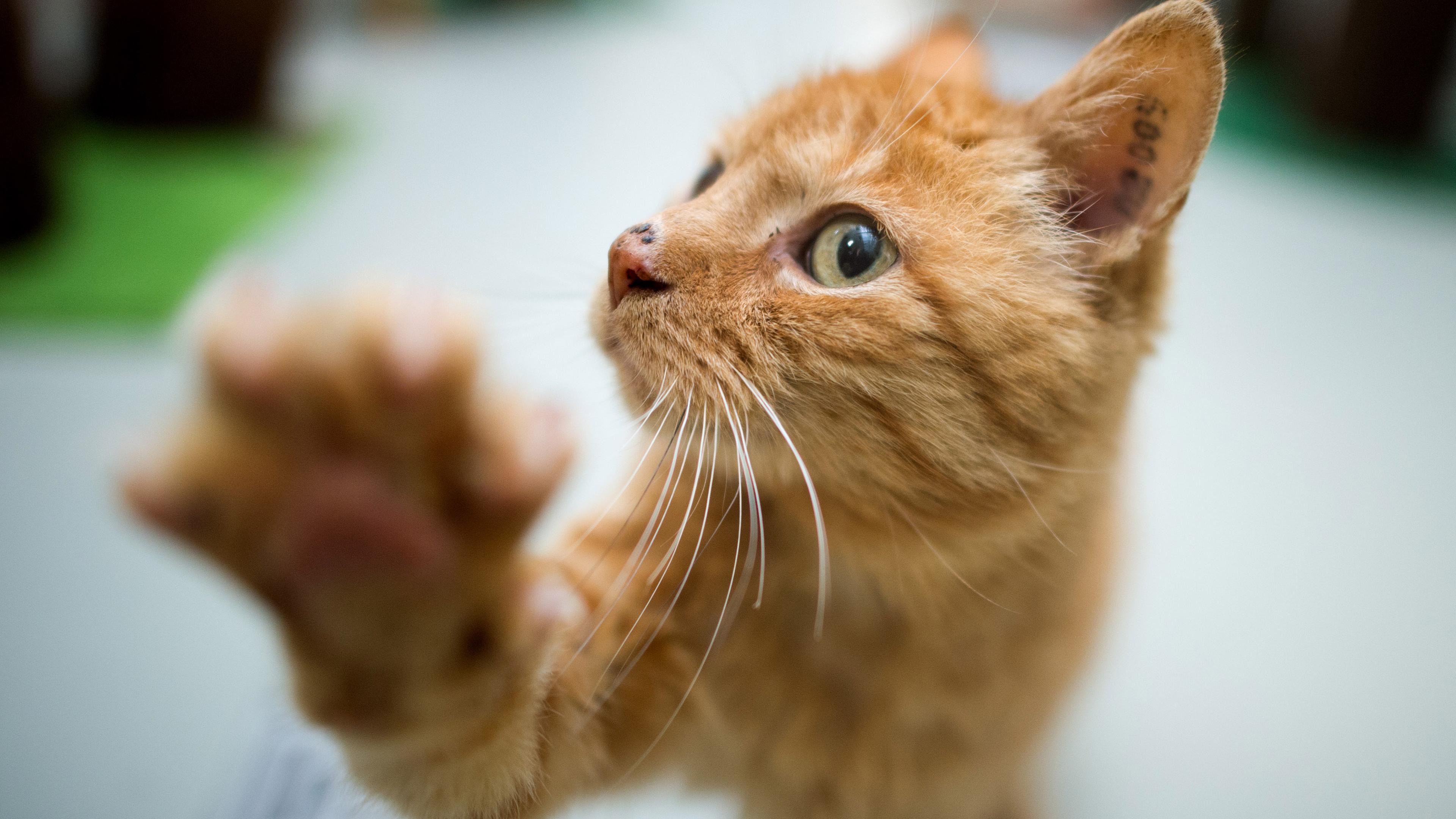 Katze streckt Pfote aus