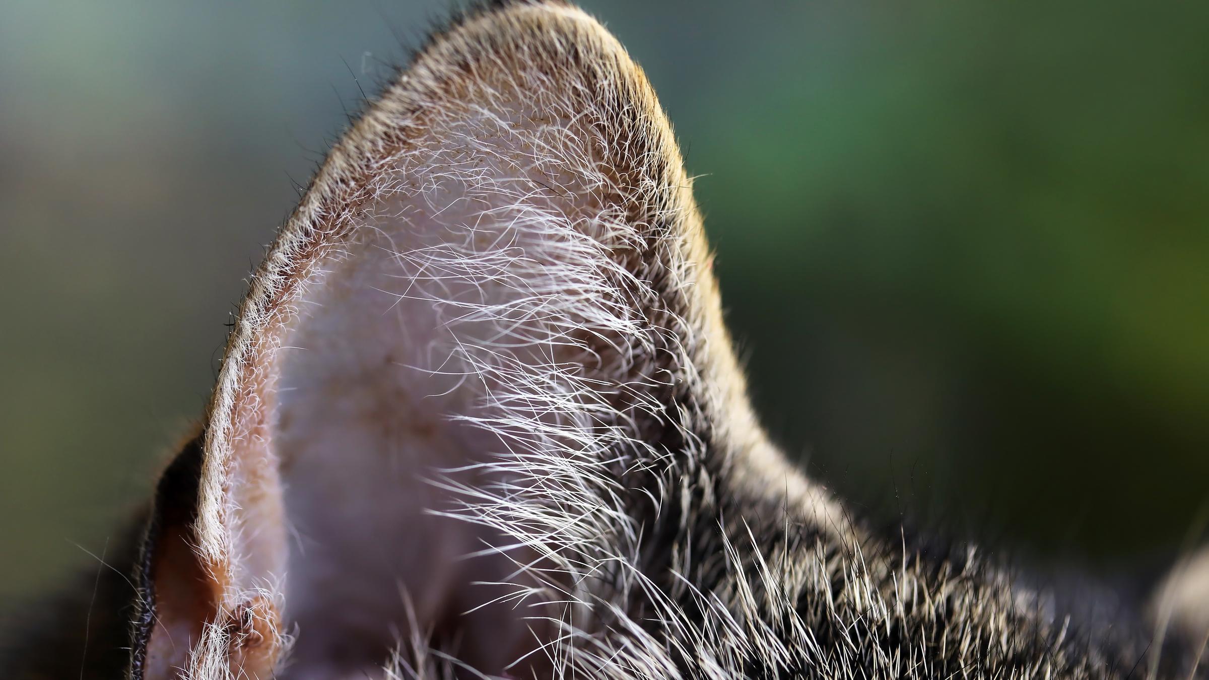 Öhrchen einer Katze