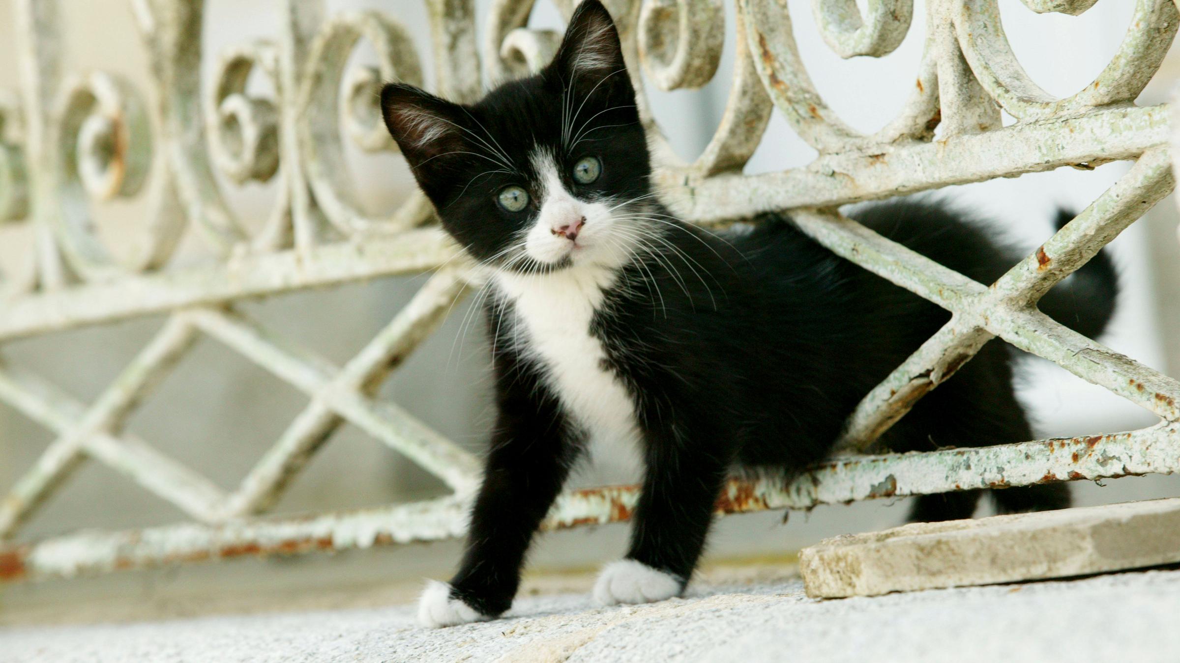 Katze windet sich durch Zaun.