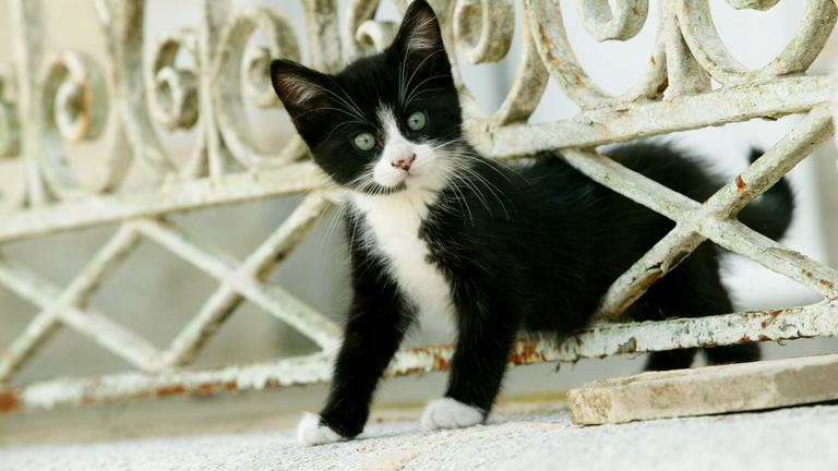 Katze windet sich durch Zaun.