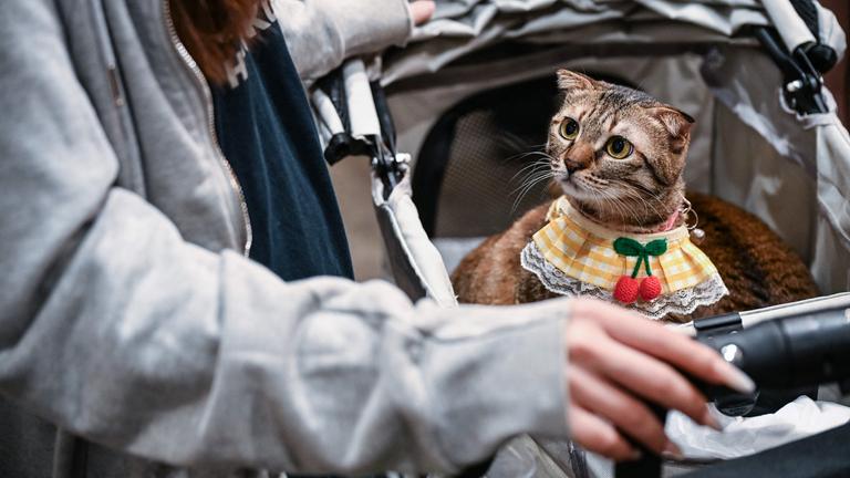 Eine Katze blickt während der Hong Kong Cat Expo 2026 im Hong Kong Convention and Exhibition Centre aus einem Kinderwagen in die Kamera. 