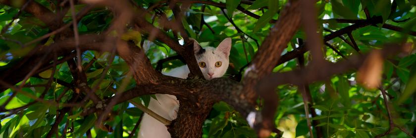Katze auf einem Baum.