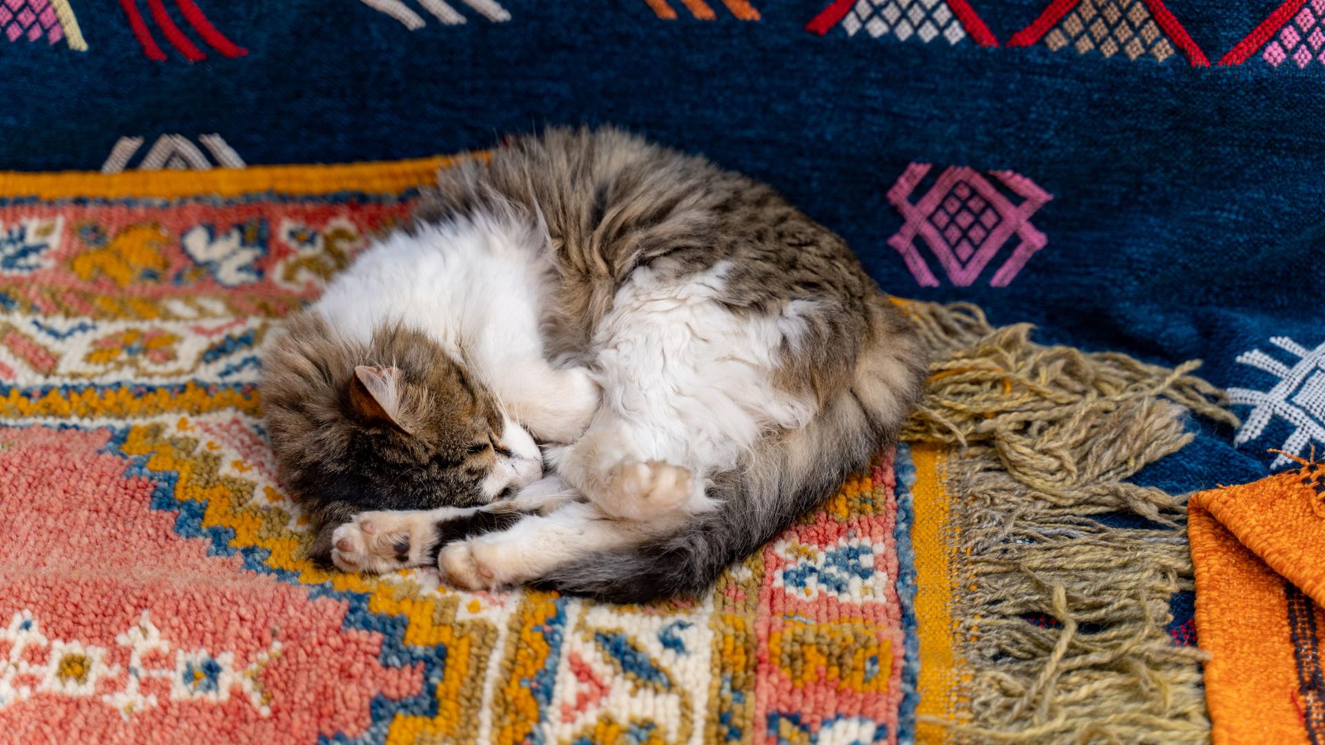 Flauschige Katze ist zusammengekringelt.