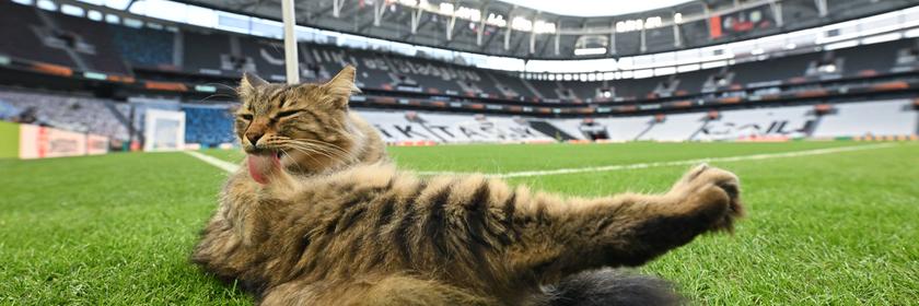 Eine Katze liegt an der Eckfahne im Stadion in Istanbul und putzt sich. 