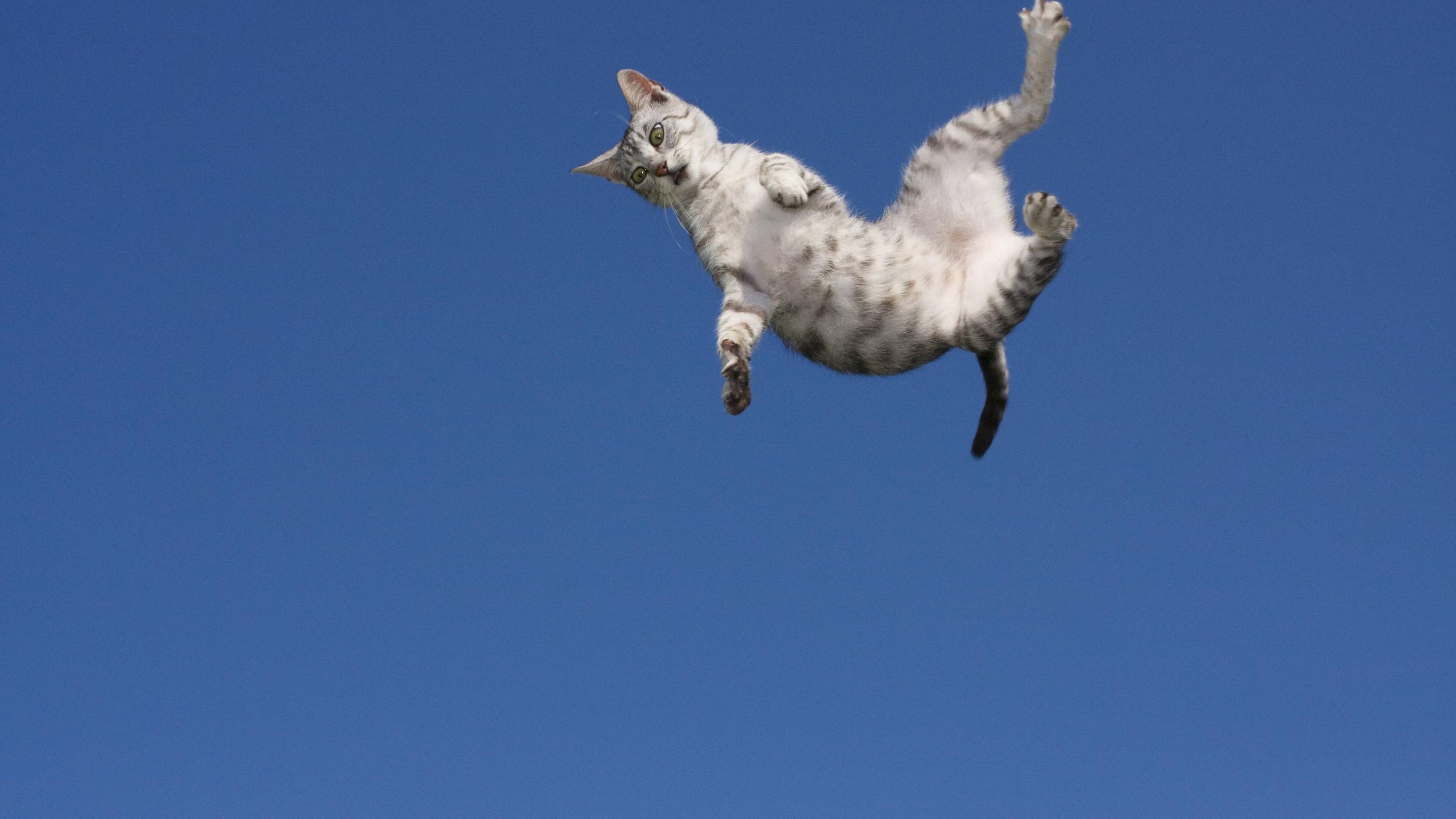 Katze dreht sich im Flug