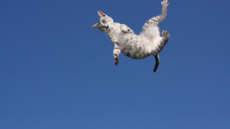 Katze dreht sich im Flug