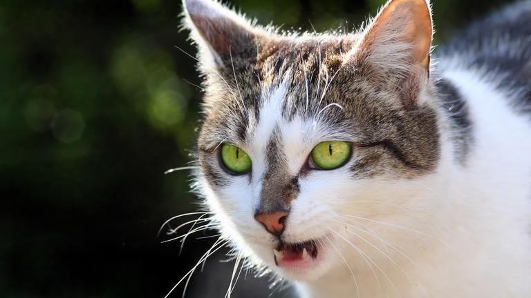 Katze miaut