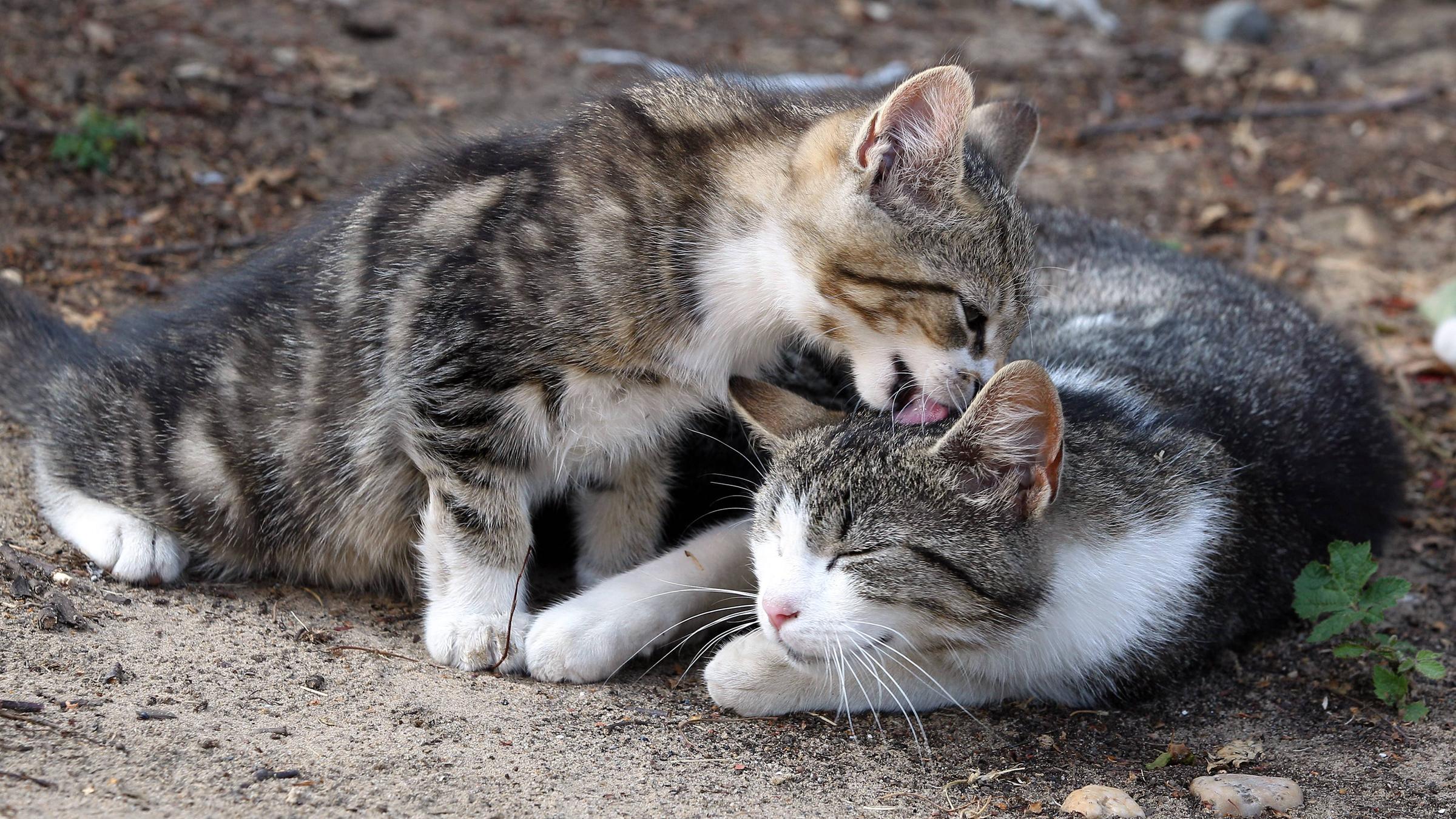 Zwei Katze putzen sich gegenseitig
