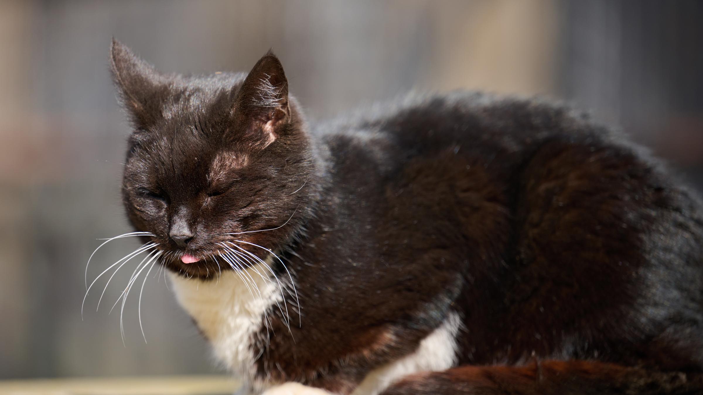 dösende Katze mit Züngchen raus