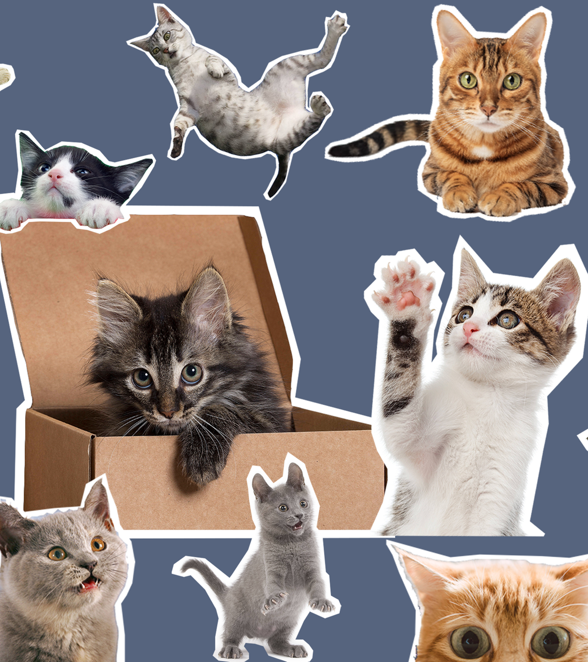 Ganz viele Katzen 