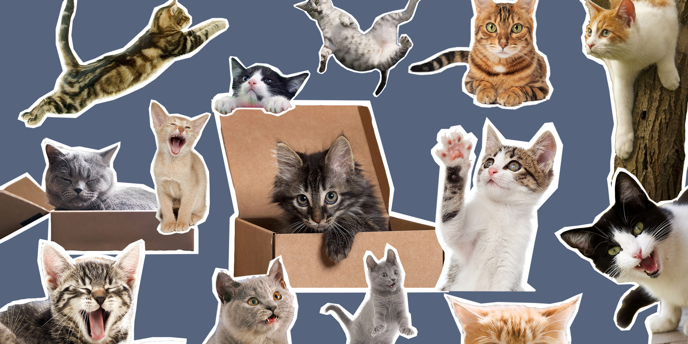 Ganz viele Katzen 