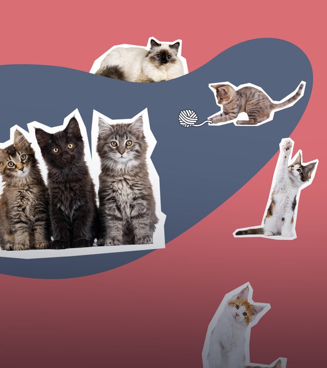 Ganz viele Katzen 