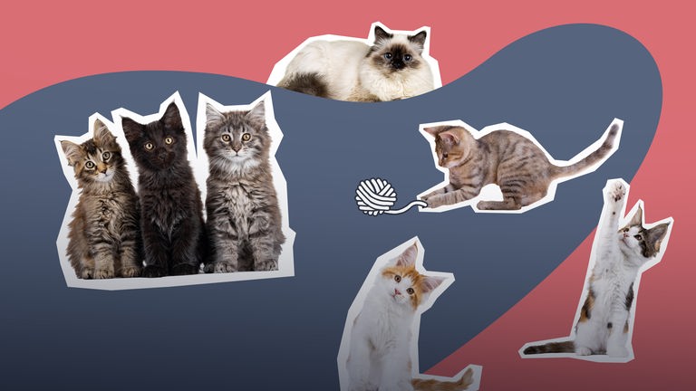 Ganz viele Katzen 