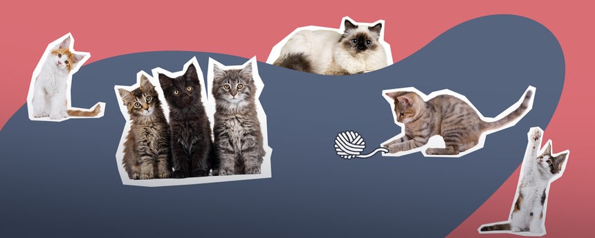 Ganz viele Katzen 