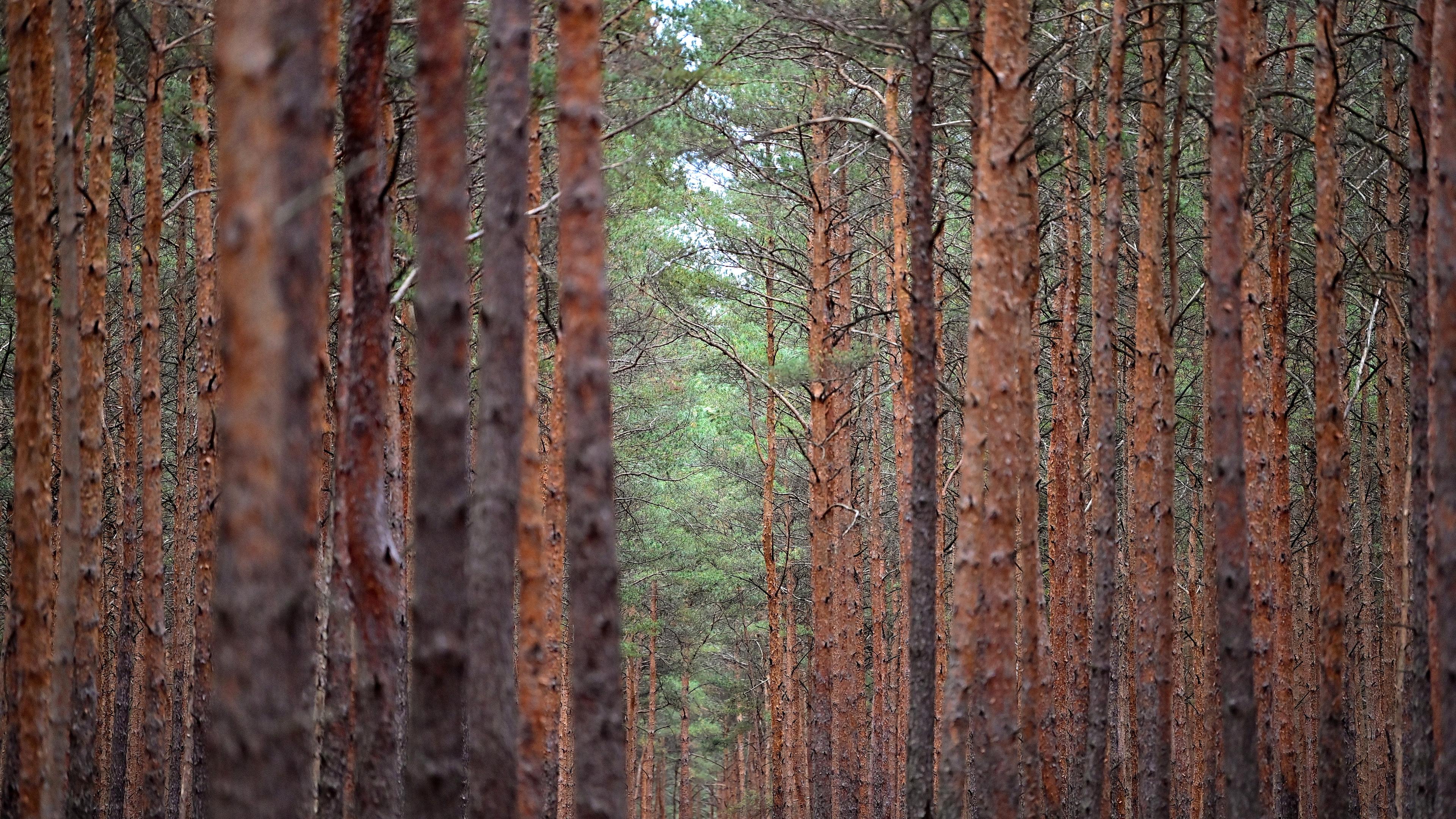 Ein Kiefernwald in Lübben (Brandenburg), aufgenommen am 06.10.2022
