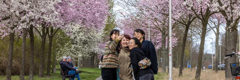 Vier junge Frauen fotografieren sich mit ihren Smartphones auf einem Fuß- und Radweg, der von blühenden Zierkirschen gesäumt ist.