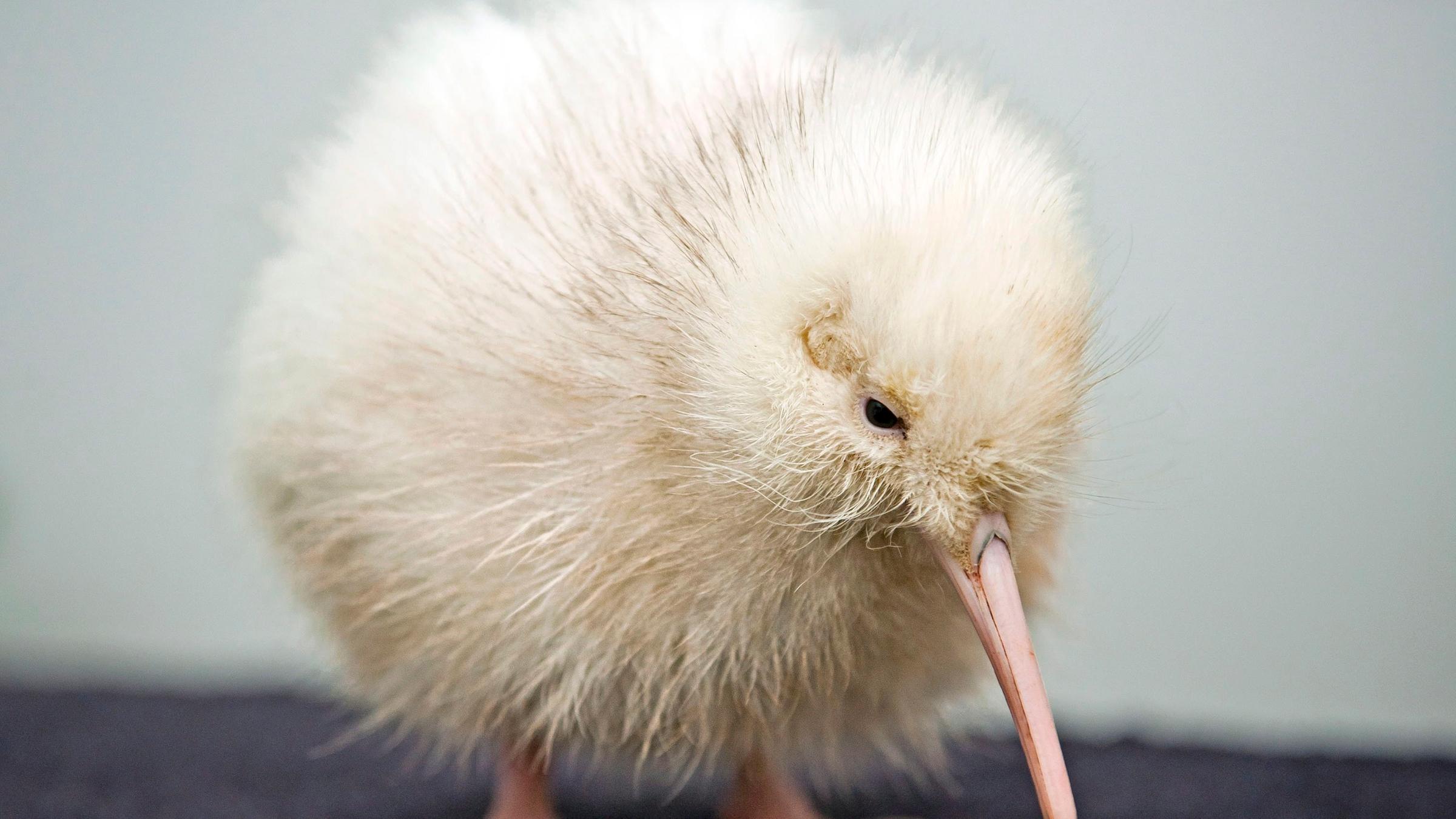 Der seltene Weiße Kiwi