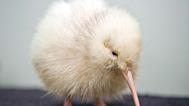 Der seltene Weiße Kiwi