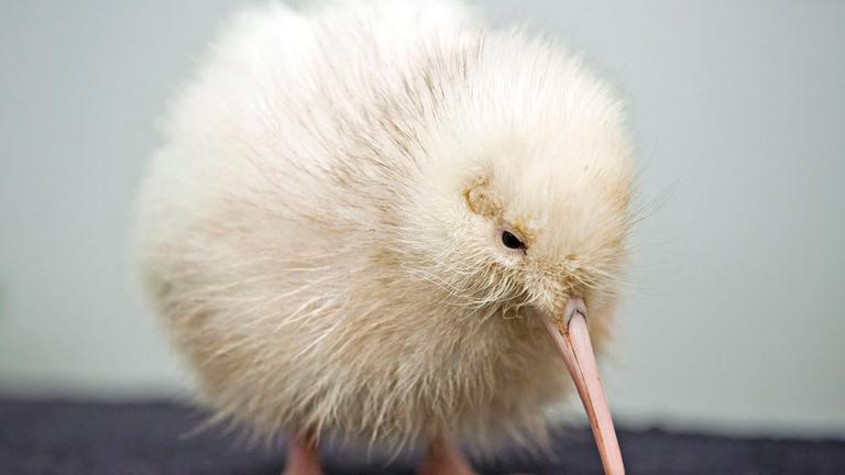 Der seltene Weiße Kiwi