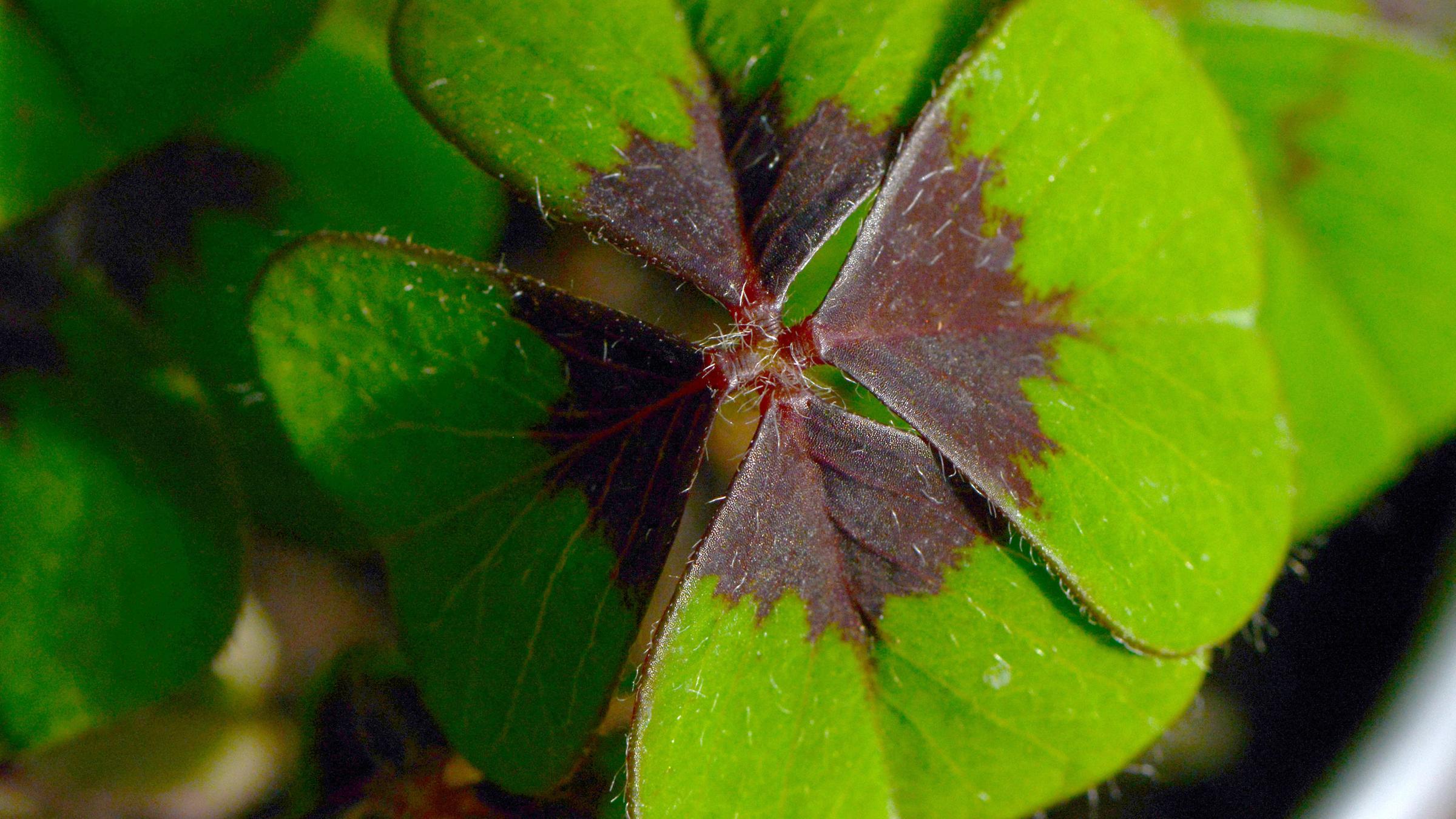 Kleeblatt mit vier Blättern