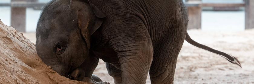 Kleines Elefantenbaby Linh Mai spielt in den USA im Sand