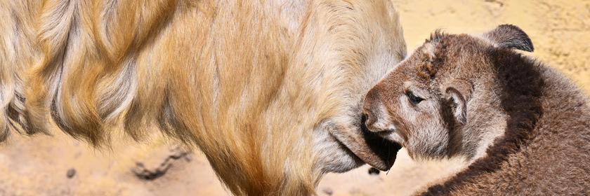 Kleiner Goldtakin mit Papa in Zoo in Tschechien