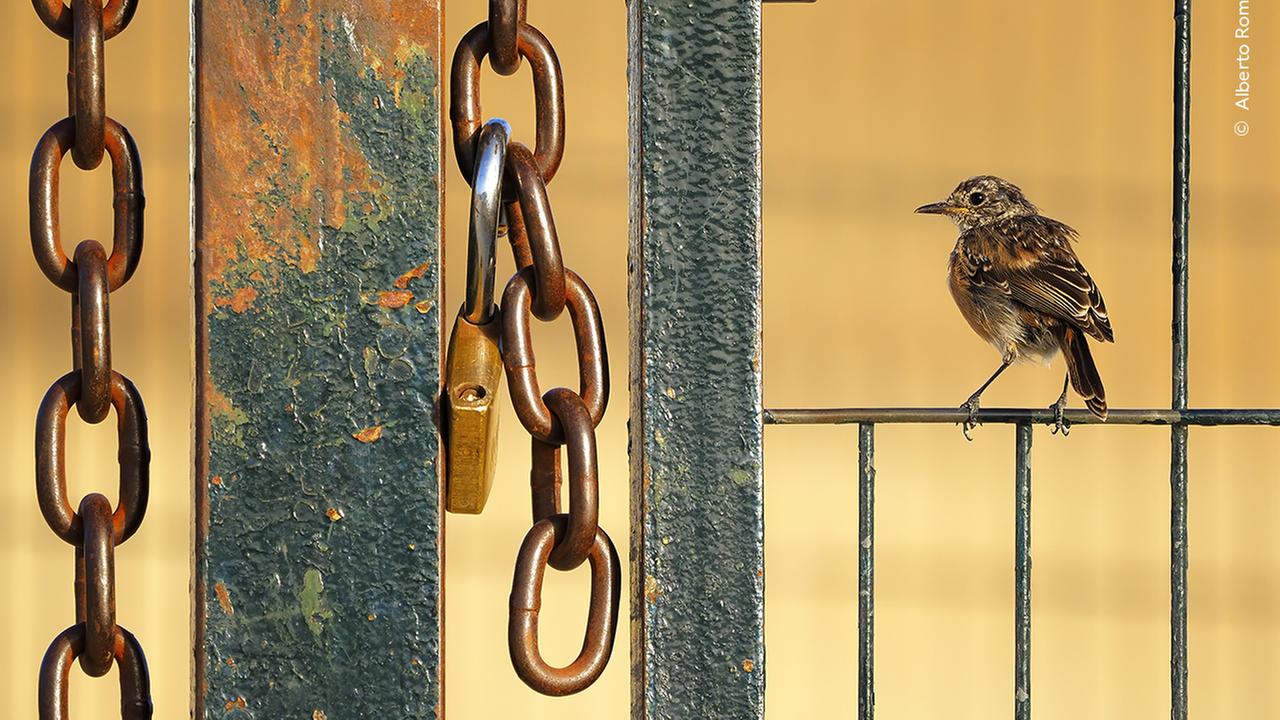 Kleiner Vogel auf Gittergeländer