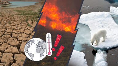 Eisbär, Waldbrand und Dürre