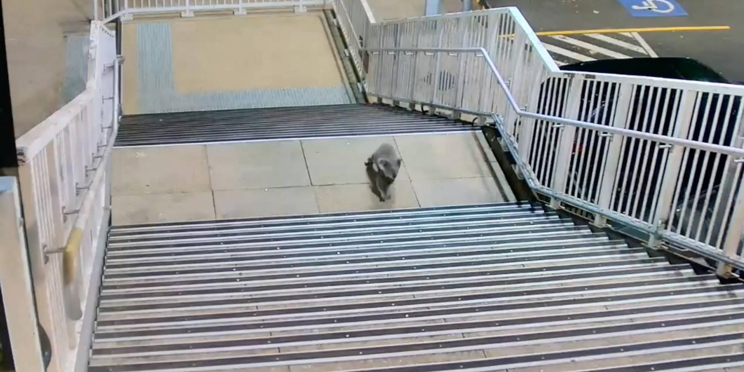 Koala Bahnhof