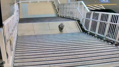 Koala Bahnhof